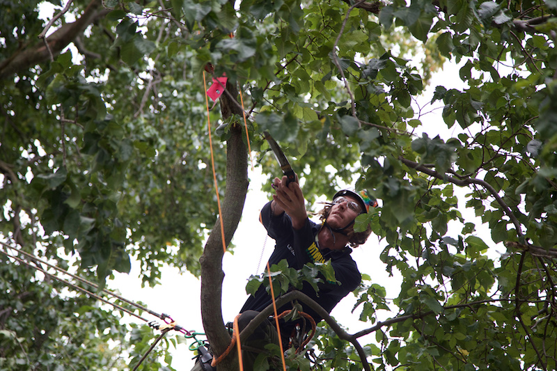 Speed Tree Climbing NEWS